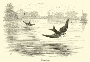 Martins von English School