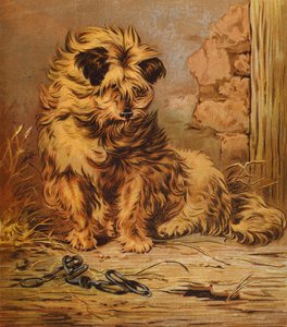 Meister Jacko