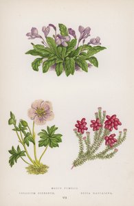 Mazus Pumilio; Geranium Cinereum; Erica Mackaiana von English School