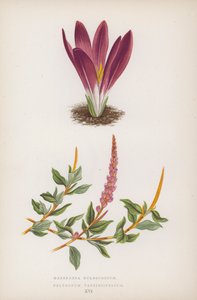 Merendera Bulbocodium; Polygonum Vaccinifolium von English School