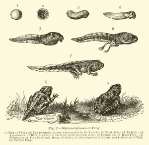 Metamorphosen des Frosches von English School