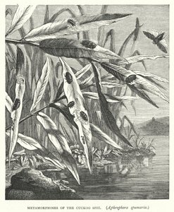 Metamorphosen des Kuckucksspeichels, Aphrophora spumaria von English School