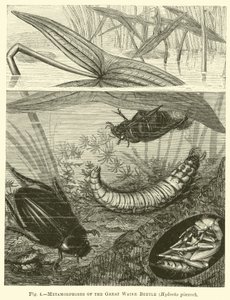 Metamorphosen des Großen Wasserkäfers, Hydrous pisceus von English School