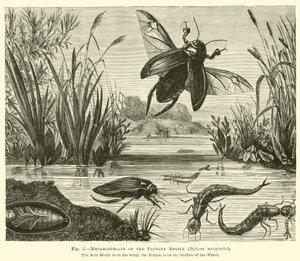 Metamorphosen des Tauchkäfers, Dyticus marginalis von English School