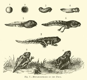 Metamorphose des Frosches von English School