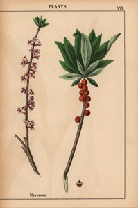 Seidelbast mit roten Beeren und rosa Blüten, aus "The Instructive Picturebook, or Lessons from the Vegetable World," [Charlotte Mary Yonge], Edinburgh von English School