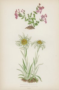 Micomeria Piperella; Leontopodium Alpinum (Farblithografie) von English School