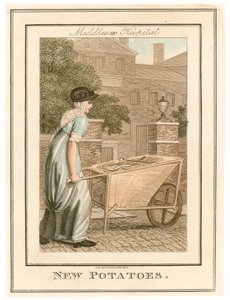 Middlesex Hospital. Neue Kartoffeln von English School