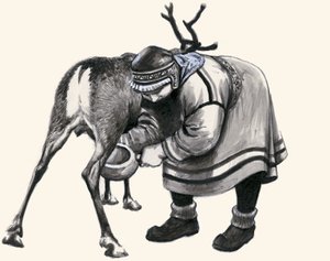 Melken eines Rentiers