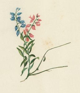 Kreuzblume, Polygala Vulgaris von English School