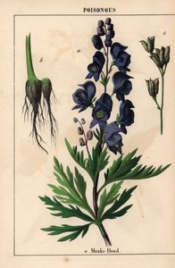 Eisenhut mit blauen Blüten, aus "The Instructive Picturebook, or Lessons from the Vegetable World," [Charlotte Mary Yonge], Edinburgh