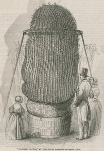 Monsterkaktus in den Königlichen Botanischen Gärten, Kew von English School