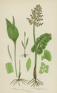 Mondkraut, Gemeines Natternzungenkraut, Kleines Natternzungenkraut von English School