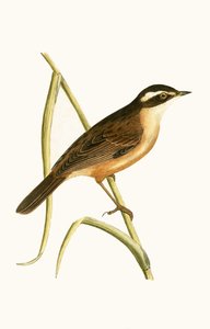Bartrohrsänger, Illustration aus 
