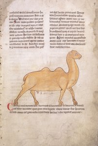 Ms.254 f.9r Kamel aus einem Bestiarium in Latein, Englisch, frühes 13. Jahrhundert (Manuskript)
