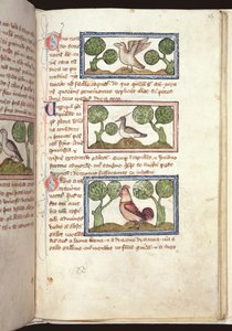 Ms 379, f.25r: Drei Vögel auf dem Boden, aus einem Bestiarium, frühes 14. Jahrhundert