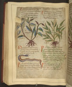 Illustrationen von Petersilie, Kohl und einer Schlange, aus einem altenglischen Kräuterbuch ursprünglich von Apuleius (123-80 n. Chr.), frühes 11. Jahrhundert von English School