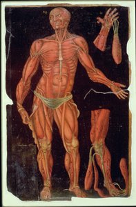 Tafel VII Dissektion, aus Anatomische Tafeln, von John Banister (1540-1610)