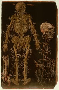 Ms Hunter 364 Tafel V Dissektion, aus Anatomische Tafeln, von John Banister (1540-1610) von English School