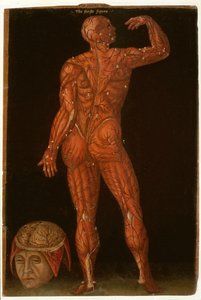 Ms Hunter 364 Tafel X Dissektion, aus Anatomische Tafeln, von John Banister (1540-1610)
