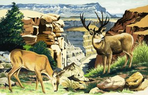 Maultierhirsche im Grand Canyon Nationalpark von English School