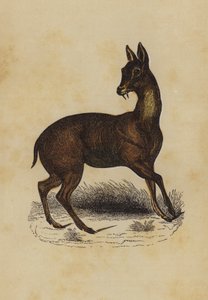 Moschustier von English School