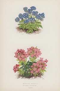 Myosotis Rupicola; Daphne Cneorum (Farblithografie) von English School