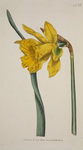 Narzissus Major Große Narzisse, handkolorierter Stich