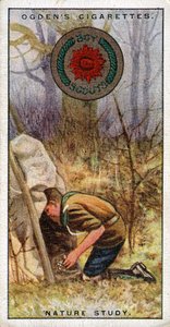 Naturstudienabzeichen für Pfadfinder, Pfadfinder betritt ein Versteck, 1929 von English School
