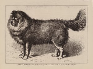 "Nero," ein nepalesischer Hund, Eigentum von Captain Ryan, des 63., und das einzige Exemplar seiner Rasse in England (Gravur)