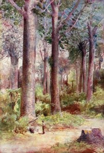 Neuseeland: Kauri