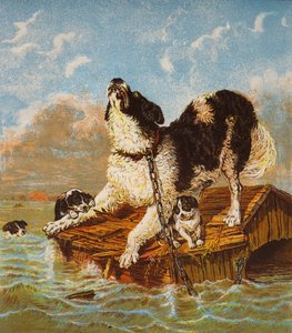 Neufundländer Hund und Welpen in Gefahr von English School