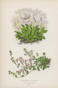 Nierembergia Rivularis; Linaria Villosa von English School