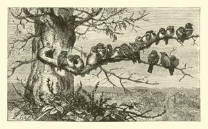Neunzehn Vögel von English School
