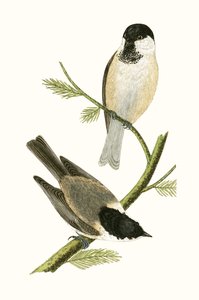 Nördliche Meise, Illustration aus 