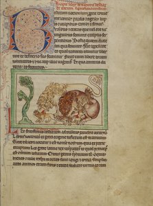 Northumberland Bestiarium, ca. 1250-60 von English School