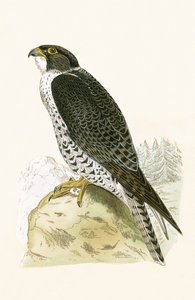 Norwegischer Jer-Falke, Illustration aus 