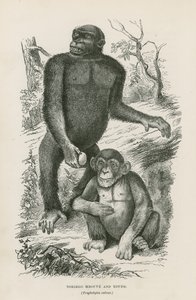 Nshiego Mbouve und Jungtiere, Troglodytes Calvu von English School