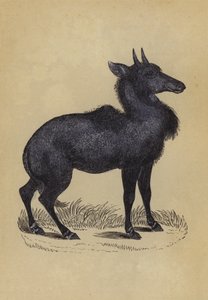 Nilgau von English School