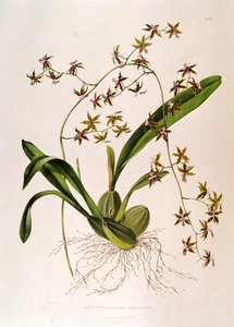 Odontoglossum Hastatum (handkolorierter Stich)