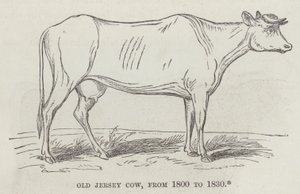 Alte Jersey-Kuh, von 1800 bis 1830 von English School