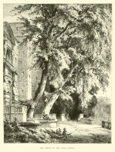 Alte Bäume in der Villa d