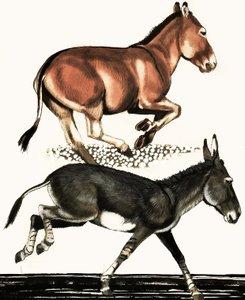 Onager und Somali-Wildesel