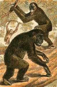 Orang-Utan und Gorilla von English School