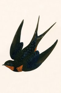 Orientalische Rauchschwalbe, Illustration aus 