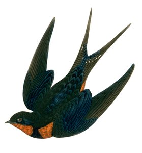 Orientalische Rauchschwalbe (farbiger Stich) von English School