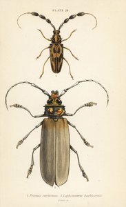 Orthomegas cinnamomeus Prionus corticinus 1, und Batus barbicornis, Lophonocerus barbicornis 2
