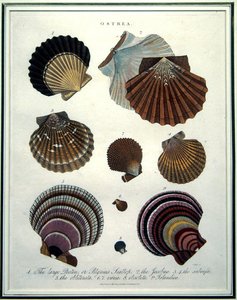 Ostrea, Illustration aus der 
