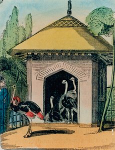 Straußen- und Emu-Haus im Londoner Zoo. 1840er Jahre von English School