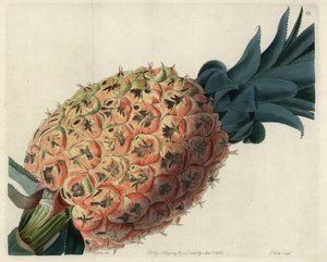 Otaheite-Ananas aus John Lindleys "Pomological Magazine"
